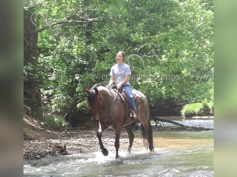 Frison Hongre 4 Ans 152 cm Bai cerise in Auburn, KY