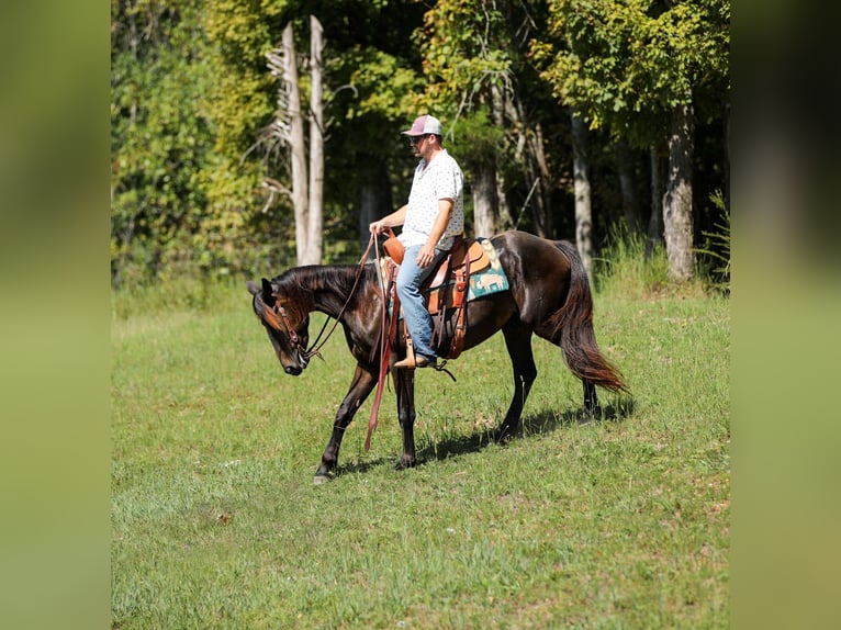 Frison Hongre 4 Ans 152 cm Noir in Santa Fe
