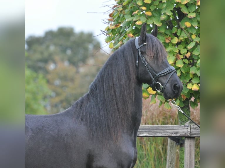 Frison Hongre 4 Ans 155 cm Noir in Lunteren