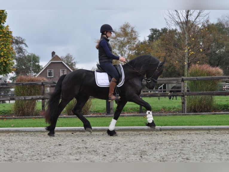 Frison Hongre 4 Ans 155 cm Noir in Lunteren