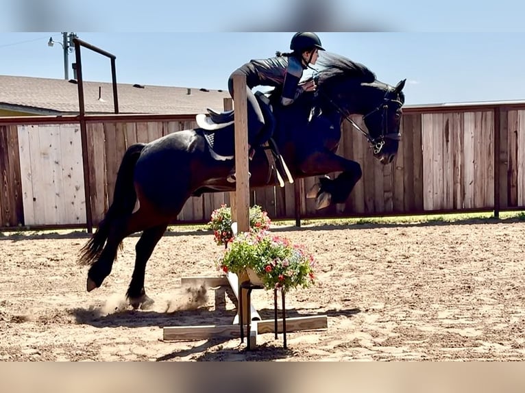 Frison Croisé Hongre 4 Ans 155 cm Noir in Weatherford, TX
