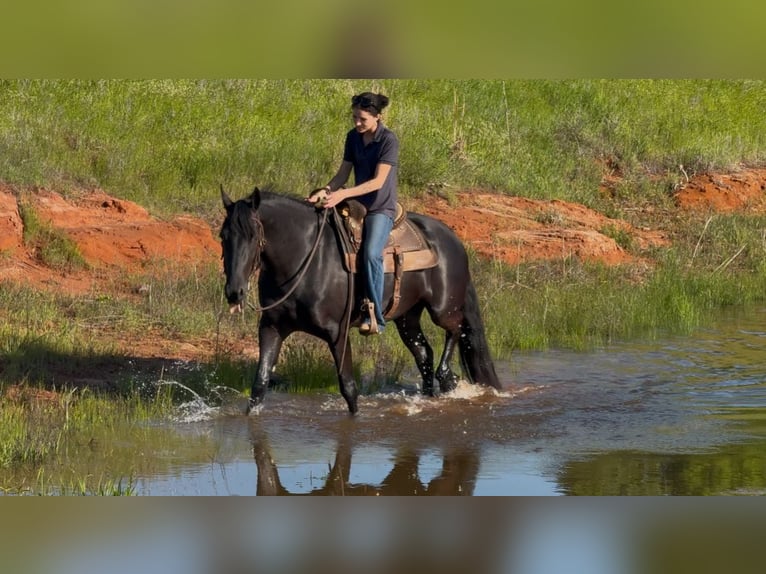 Frison Croisé Hongre 4 Ans 155 cm Noir in Weatherford, TX