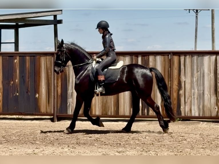 Frison Croisé Hongre 4 Ans 155 cm Noir in Weatherford, TX