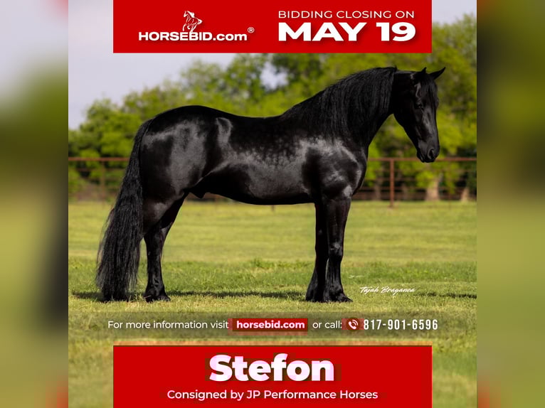 Frison Croisé Hongre 4 Ans 155 cm Noir in Weatherford, TX
