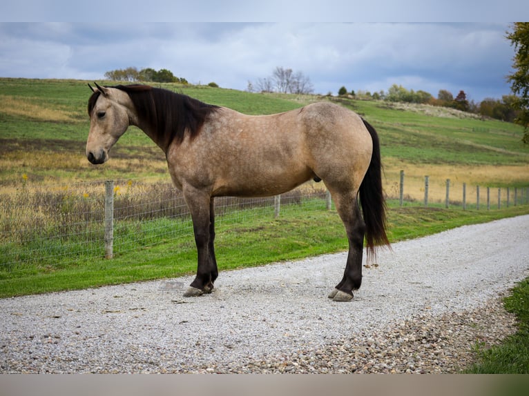 Frison Croisé Hongre 4 Ans 157 cm Buckskin in Sugarcreek