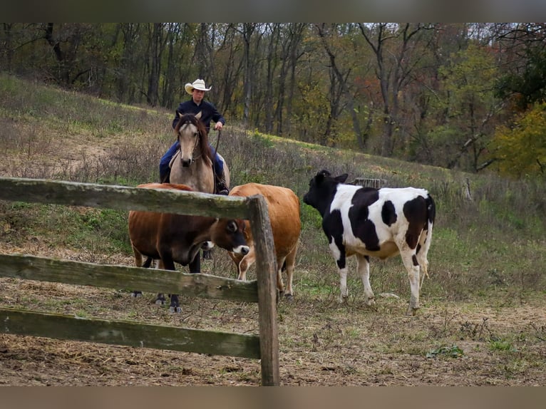 Frison Croisé Hongre 4 Ans 157 cm Buckskin in Sugarcreek
