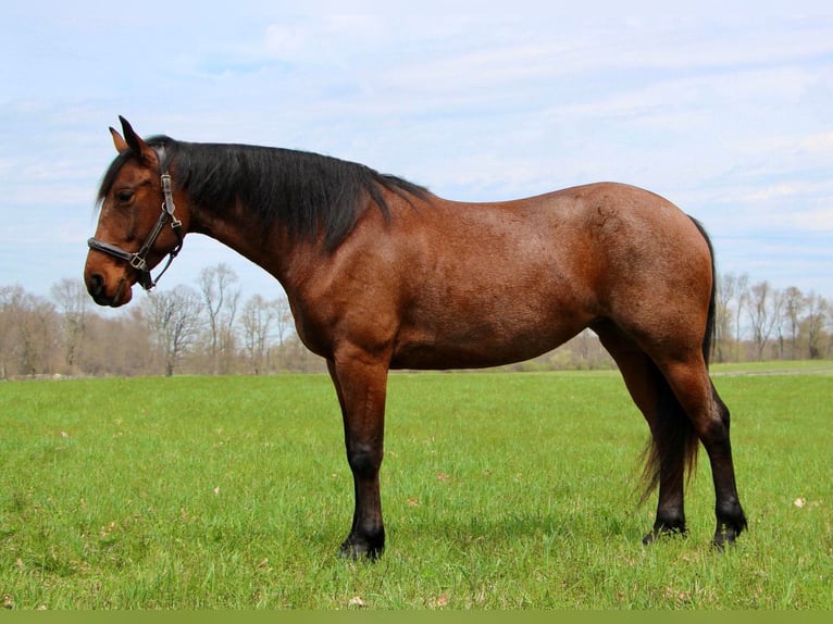 Frison Hongre 4 Ans 157 cm Roan-Bay in HIghland MI