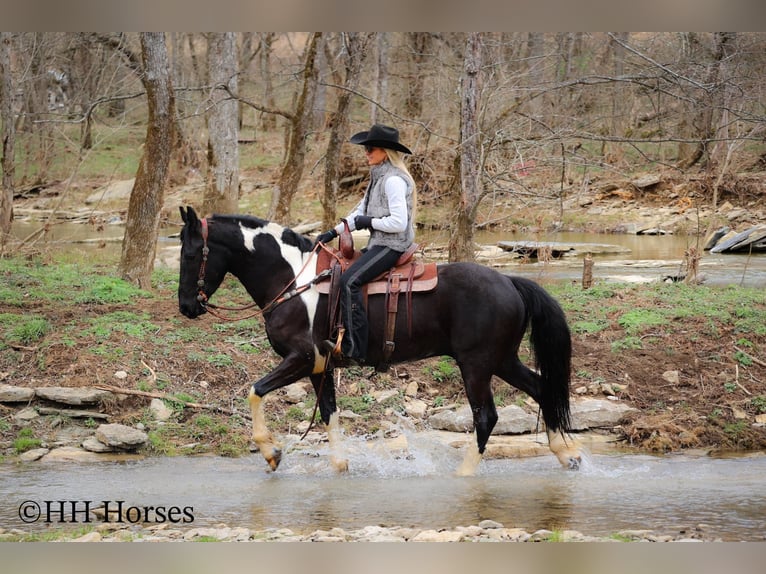 Frison Hongre 4 Ans 157 cm Tobiano-toutes couleurs in Flemingsburg KY