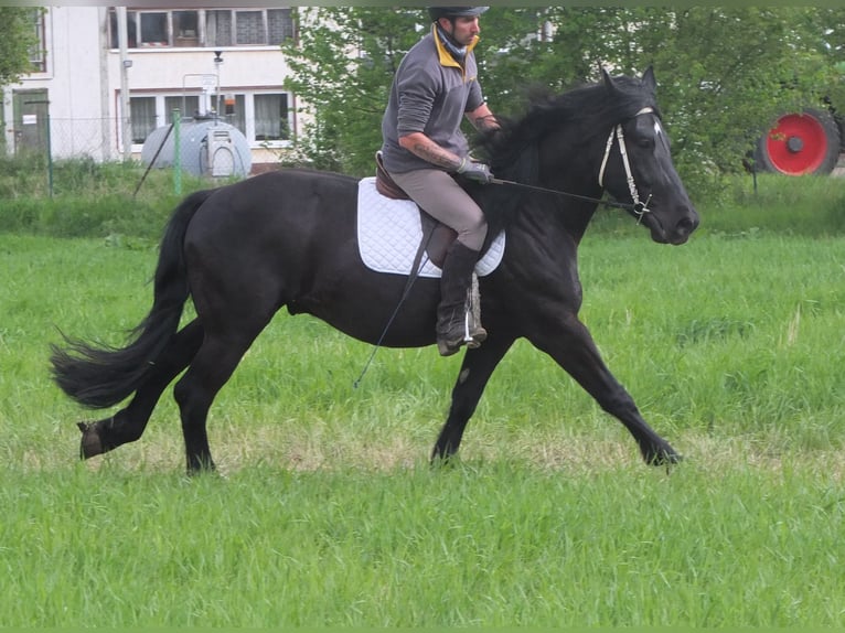 Frison Croisé Hongre 4 Ans 158 cm Noir in Buttstädt