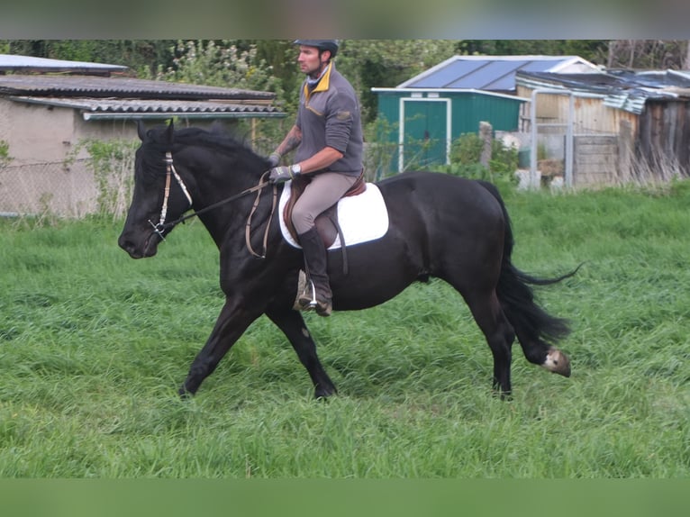 Frison Croisé Hongre 4 Ans 158 cm Noir in Buttstädt
