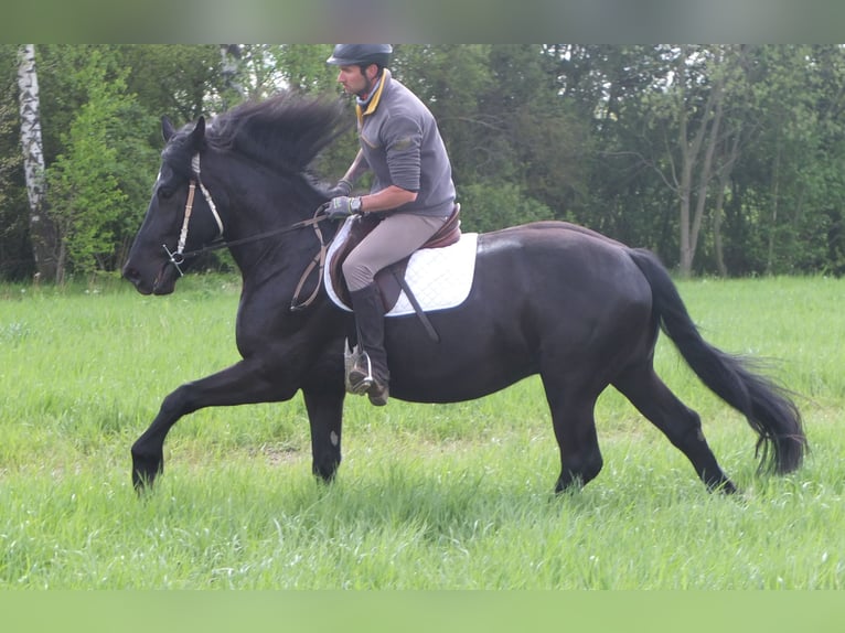 Frison Croisé Hongre 4 Ans 158 cm Noir in Buttstädt