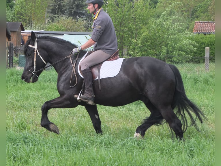Frison Croisé Hongre 4 Ans 158 cm Noir in Buttstädt
