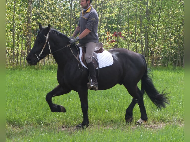 Frison Croisé Hongre 4 Ans 158 cm Noir in Buttstädt