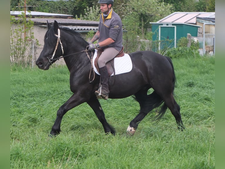 Frison Croisé Hongre 4 Ans 158 cm Noir in Buttstädt