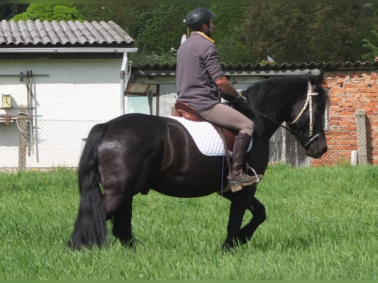 Frison Croisé Hongre 4 Ans 158 cm Noir in Buttstädt