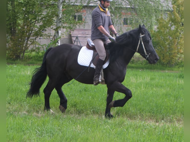 Frison Croisé Hongre 4 Ans 158 cm Noir in Buttstädt