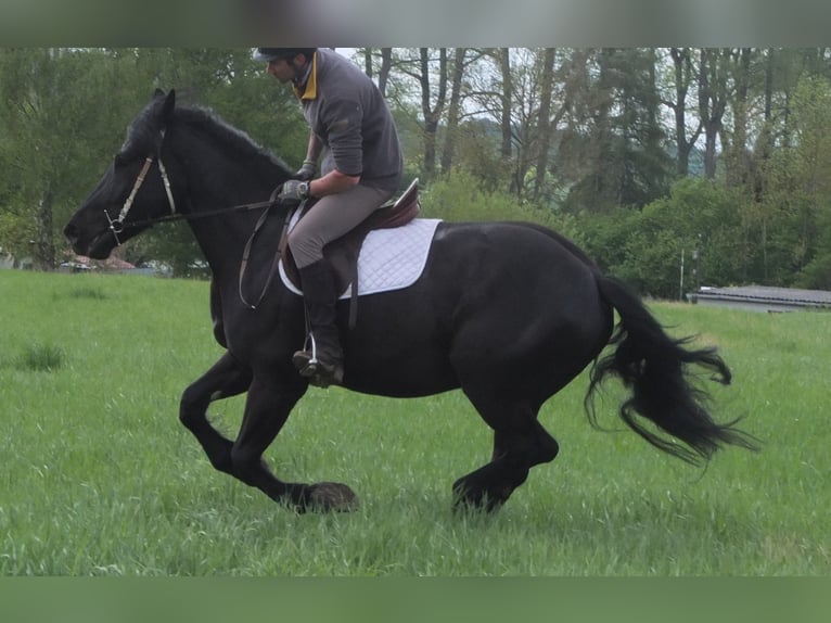 Frison Croisé Hongre 4 Ans 158 cm Noir in Buttstädt