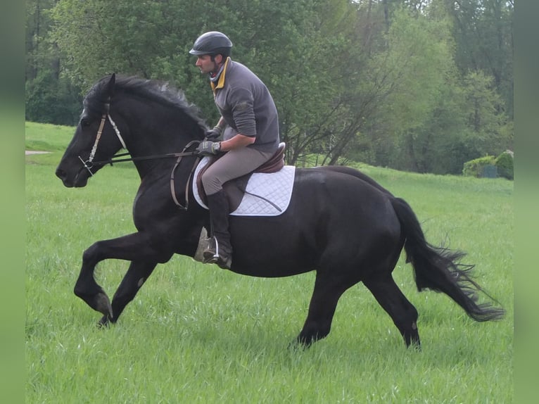 Frison Croisé Hongre 4 Ans 158 cm Noir in Buttstädt
