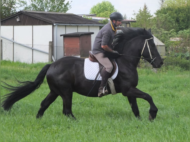 Frison Croisé Hongre 4 Ans 158 cm Noir in Buttstädt