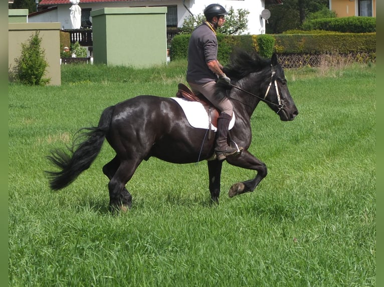 Frison Croisé Hongre 4 Ans 158 cm Noir in Buttstädt