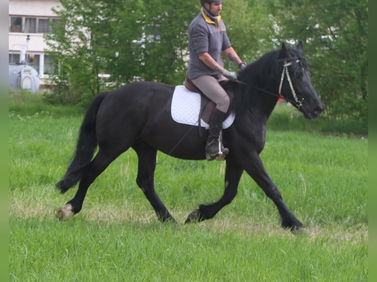 Frison Croisé Hongre 4 Ans 158 cm Noir in Buttstädt
