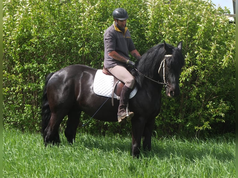 Frison Croisé Hongre 4 Ans 158 cm Noir in Buttstädt