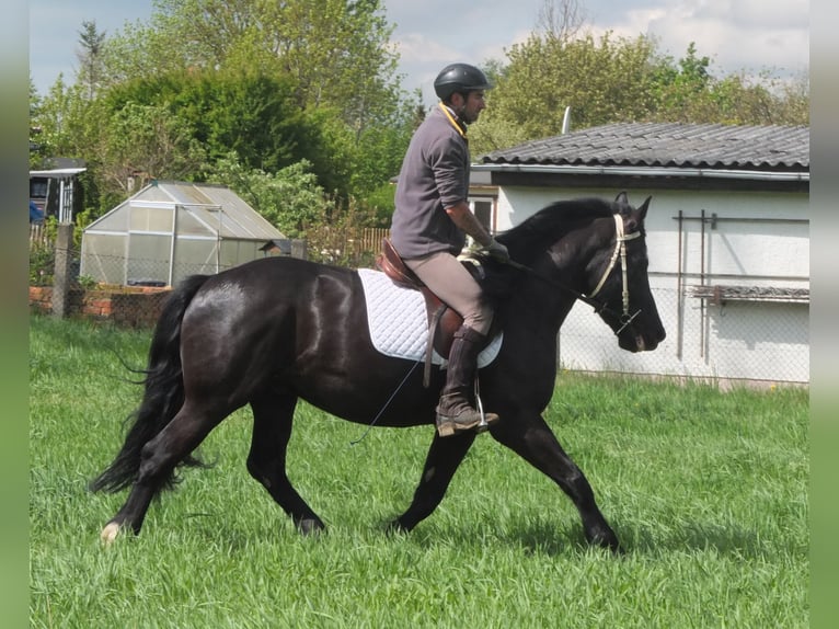 Frison Croisé Hongre 4 Ans 158 cm Noir in Buttstädt