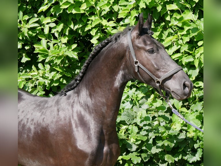 Frison Croisé Hongre 4 Ans 158 cm Noir in Dorsten