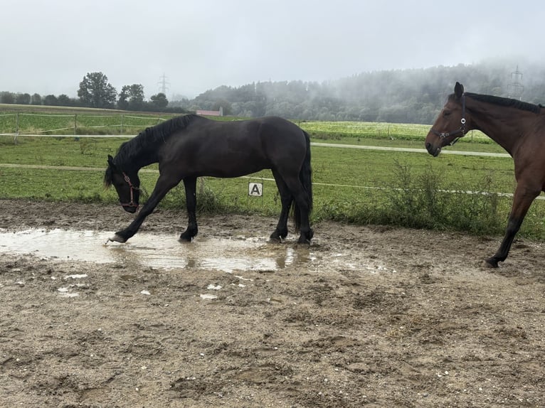 Frison Hongre 4 Ans 160 cm Noir in Wildon