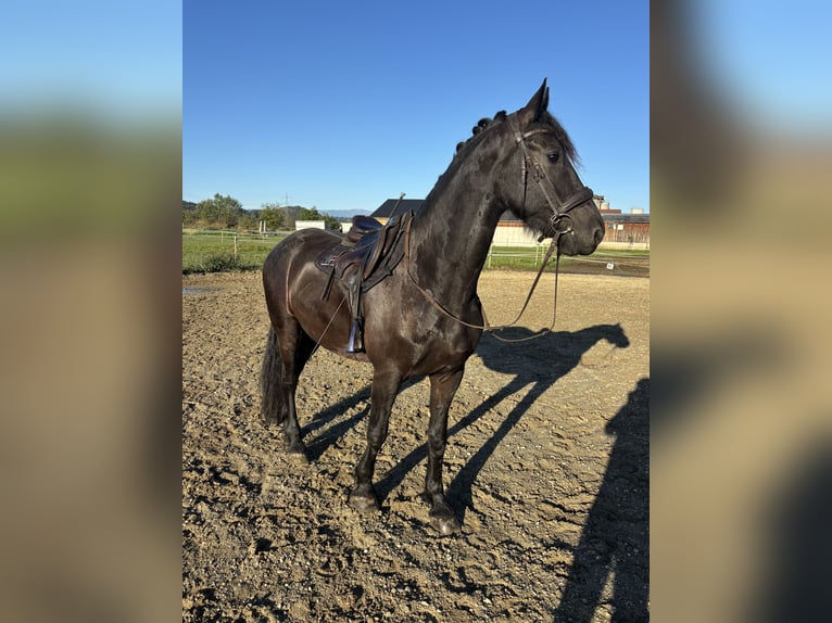 Frison Hongre 4 Ans 160 cm Noir in Wildon