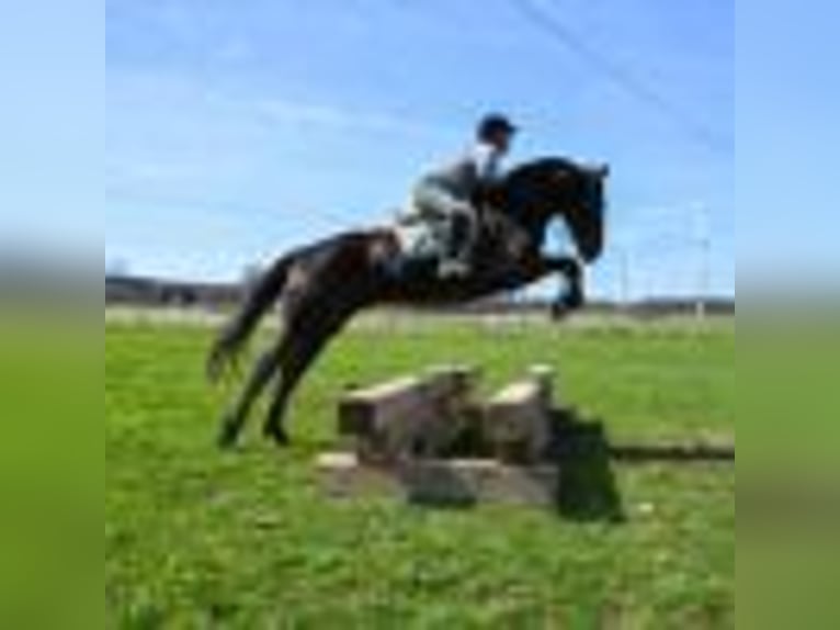Frison Hongre 4 Ans 160 cm Noir in Warsaw NY