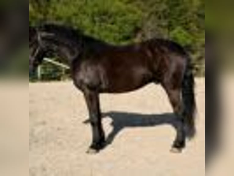Frison Hongre 4 Ans 160 cm Noir in Warsaw NY
