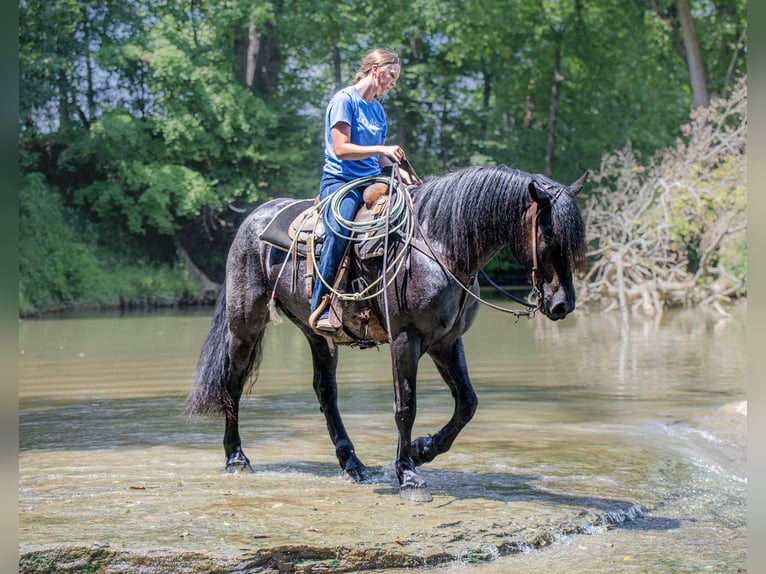 Frison Croisé Hongre 4 Ans 160 cm Rouan Bleu in Auburn, KY