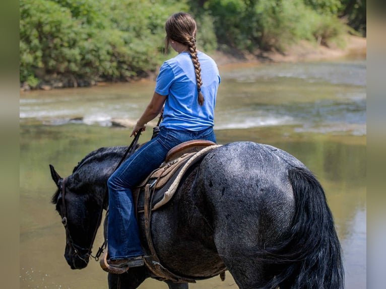 Frison Croisé Hongre 4 Ans 160 cm Rouan Bleu in Auburn, KY