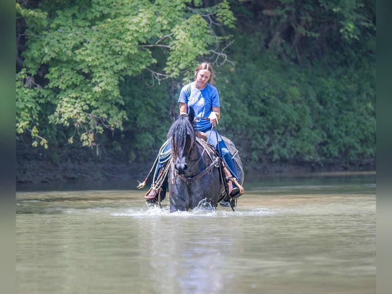 Frison Croisé Hongre 4 Ans 160 cm Rouan Bleu in Auburn, KY