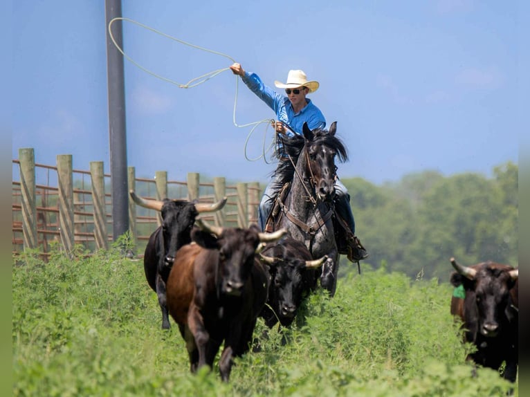 Frison Croisé Hongre 4 Ans 160 cm Rouan Bleu in Auburn, KY