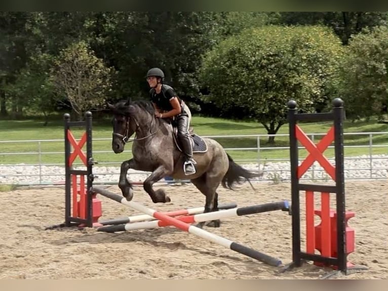 Frison Croisé Hongre 4 Ans 160 cm Rouan Bleu in Auburn, KY