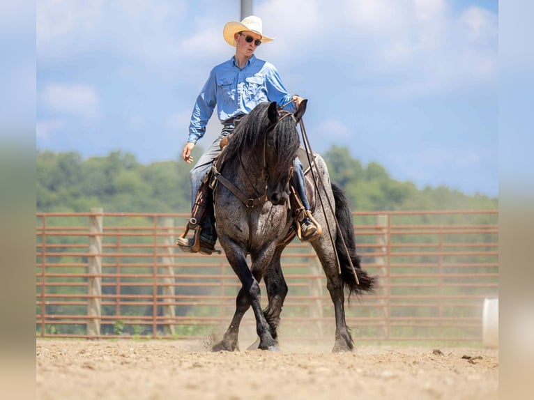Frison Croisé Hongre 4 Ans 160 cm Rouan Bleu in Auburn, KY