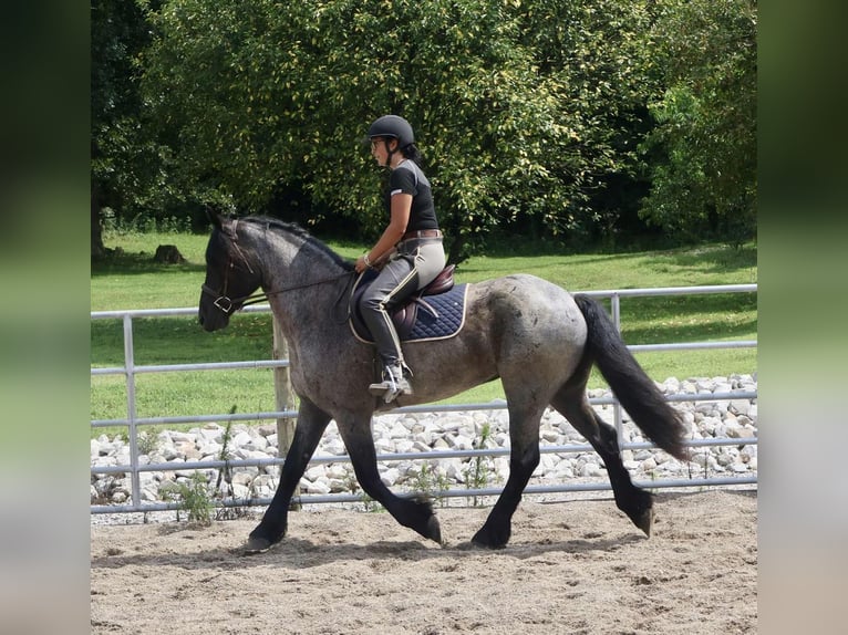 Frison Croisé Hongre 4 Ans 160 cm Rouan Bleu in Auburn, KY