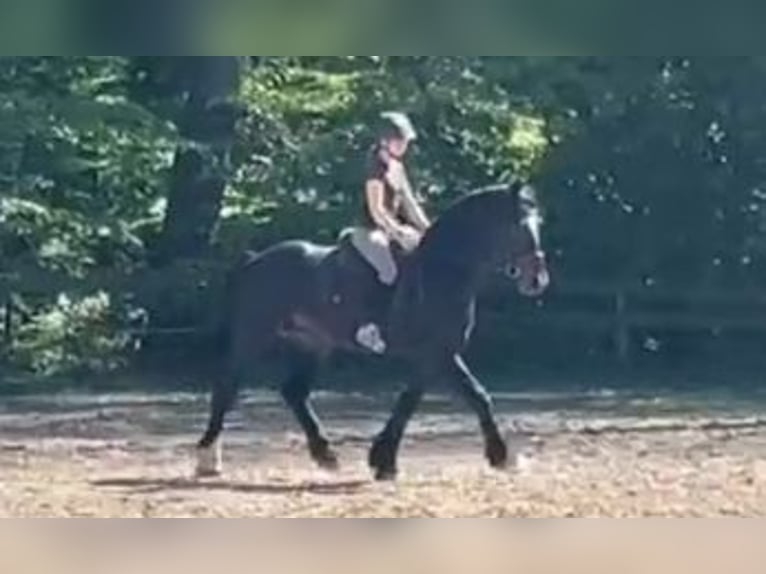 Frison Hongre 4 Ans 161 cm Bai brun foncé in Braunschweig