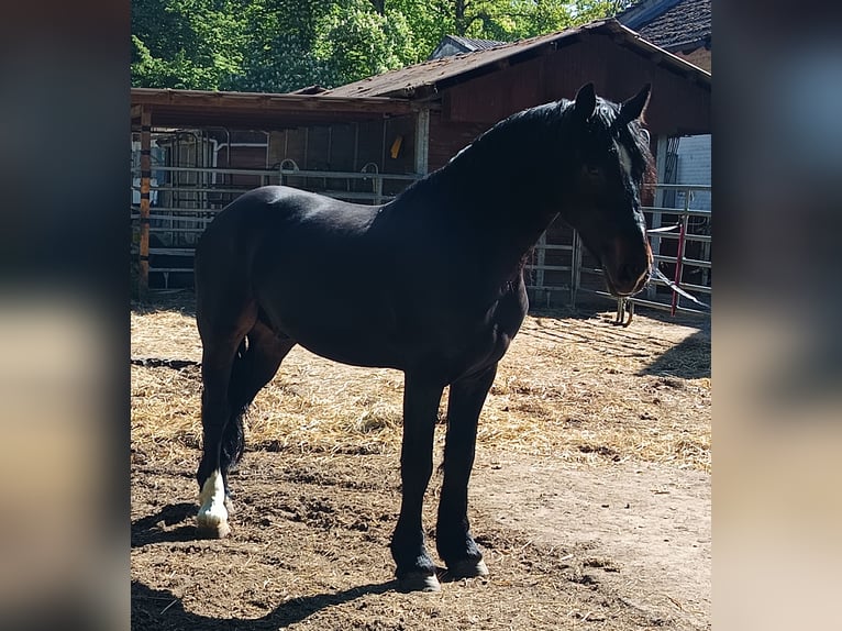 Frison Hongre 4 Ans 161 cm Bai brun foncé in Braunschweig