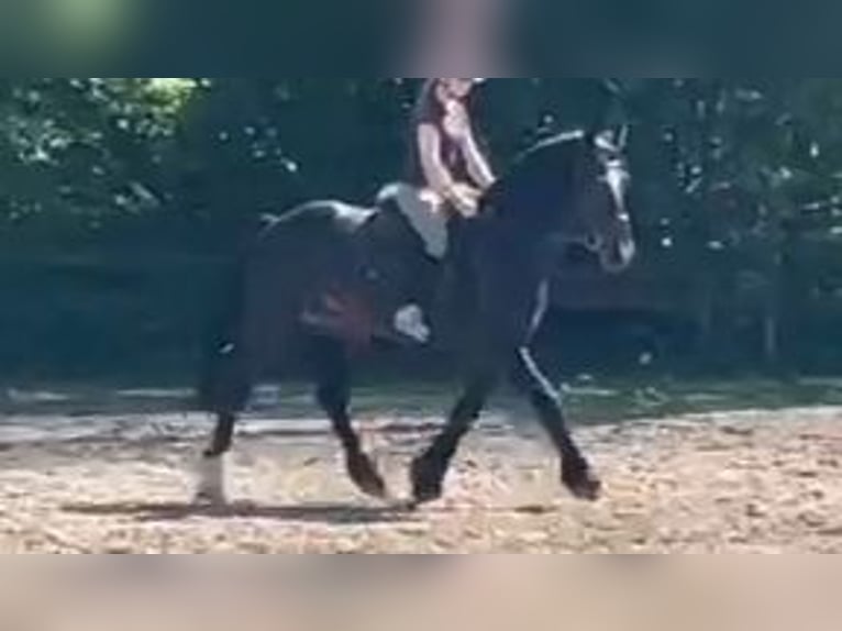 Frison Hongre 4 Ans 161 cm Bai brun foncé in Braunschweig