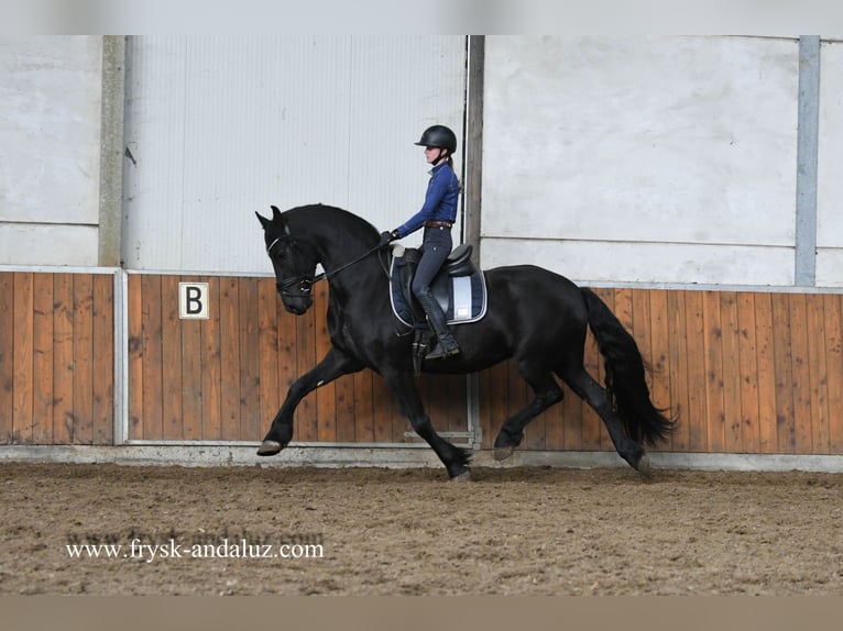 Frison Hongre 4 Ans 162 cm Noir in Mijnsheerenland