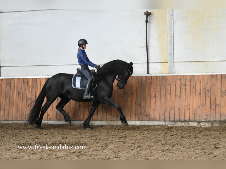 Frison Hongre 4 Ans 162 cm Noir in Mijnsheerenland