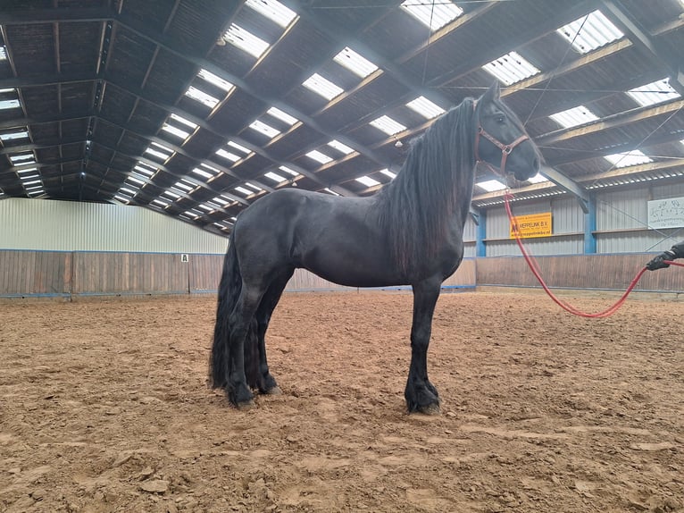 Frison Hongre 4 Ans 162 cm Noir in Dalen