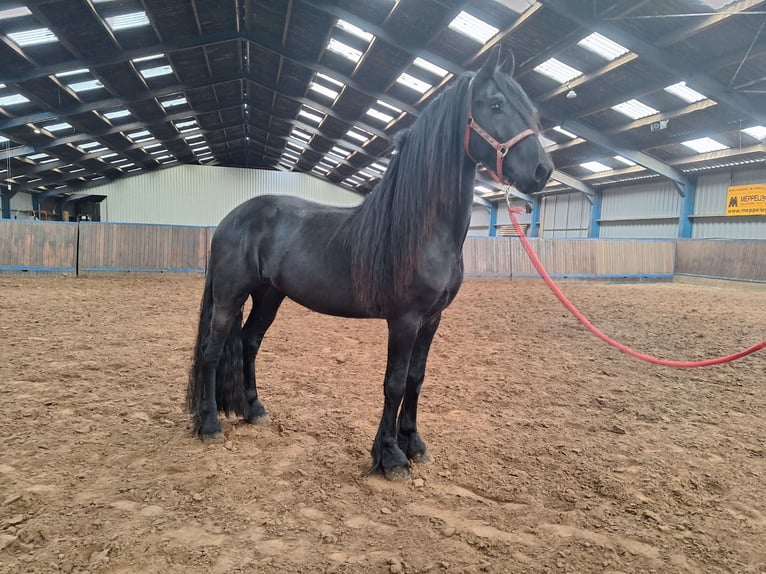 Frison Hongre 4 Ans 162 cm Noir in Dalen
