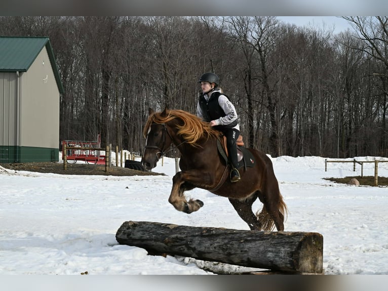 Frison Hongre 4 Ans 163 cm Alezan brûlé in Warsaw