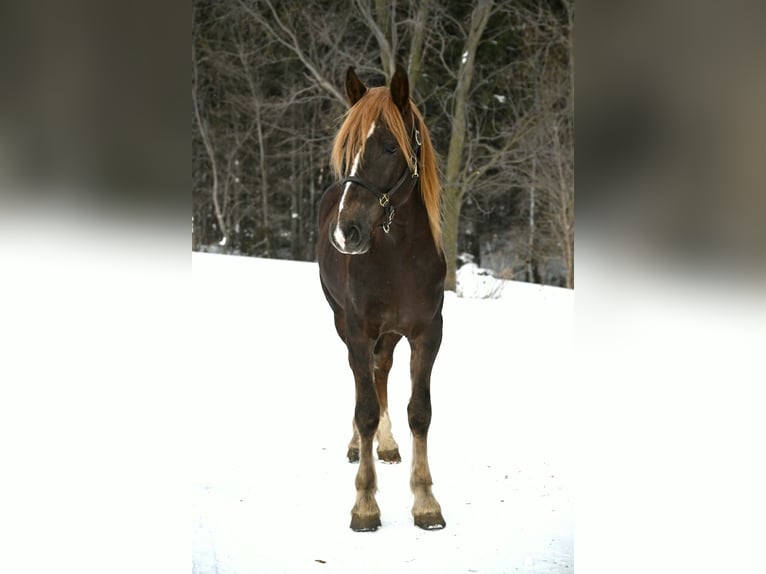 Frison Hongre 4 Ans 163 cm Alezan brûlé in Warsaw