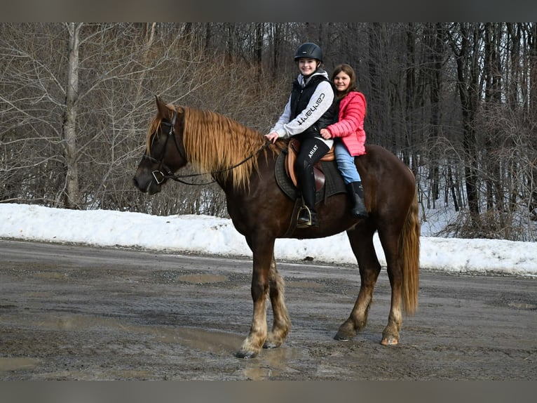 Frison Hongre 4 Ans 163 cm Alezan brûlé in Warsaw
