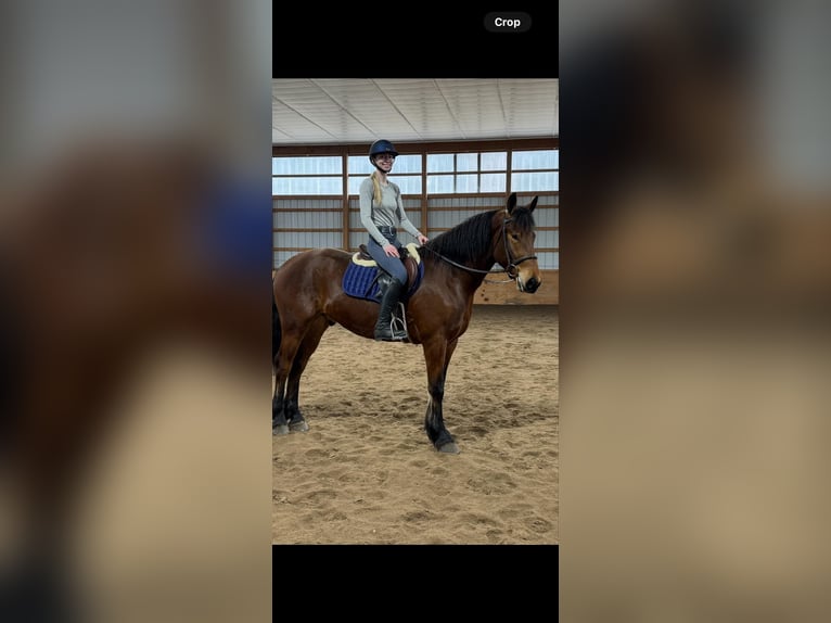 Frison Hongre 4 Ans 163 cm Bai cerise in Everett PA